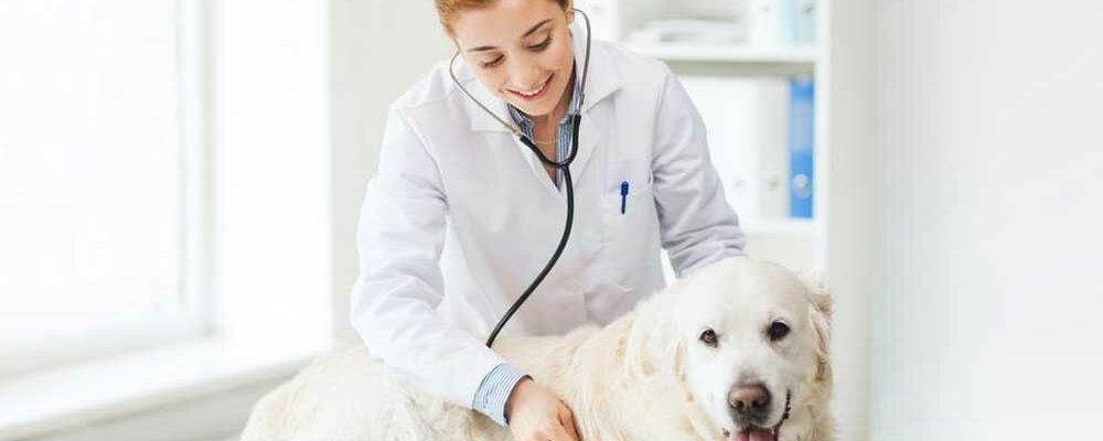 5 reasons you need to have pet insurance