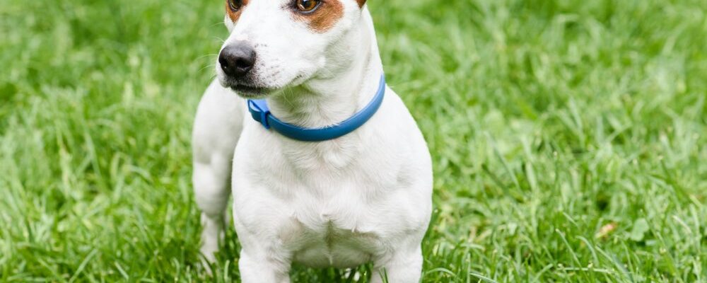 5 best dog collars for tick and flea protection