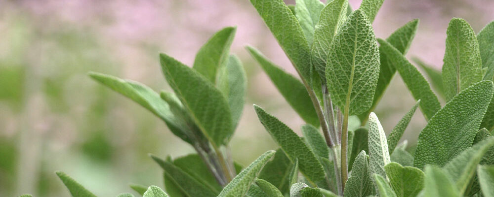 5 fragrant plants that repel ticks