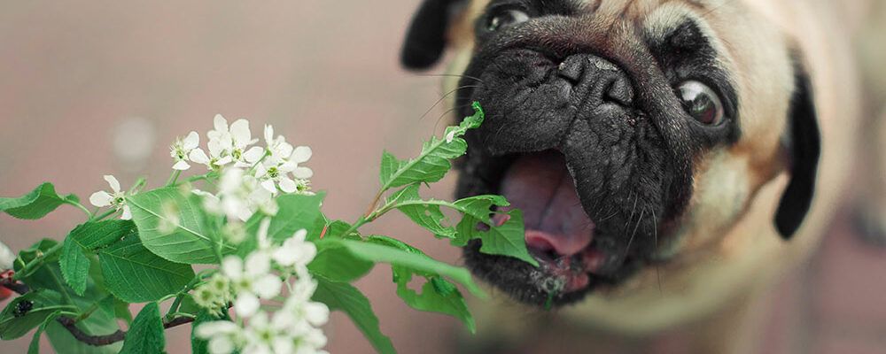6 plants that are toxic to dogs