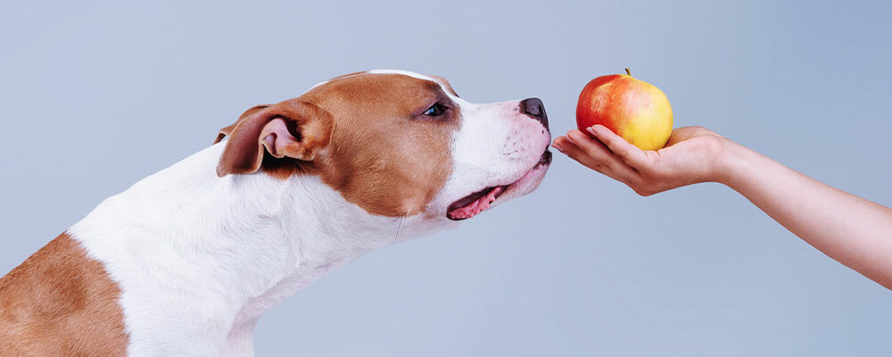 7 human foods that are safe and healthy for your dogs