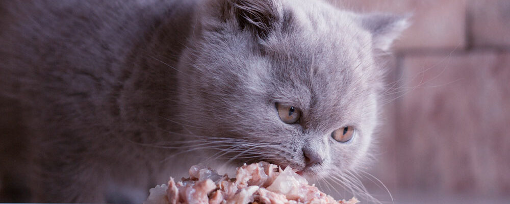 7 human foods that cats can have